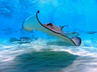 Stingray Underwater
