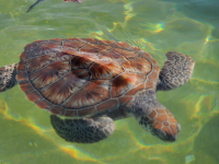 Turtle Farm- Turtles Swimming